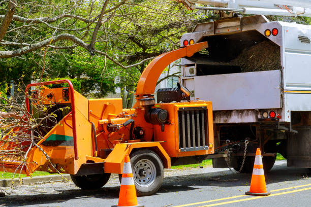 Professional Tree Removal and Landscaping Services in San Leon, TX